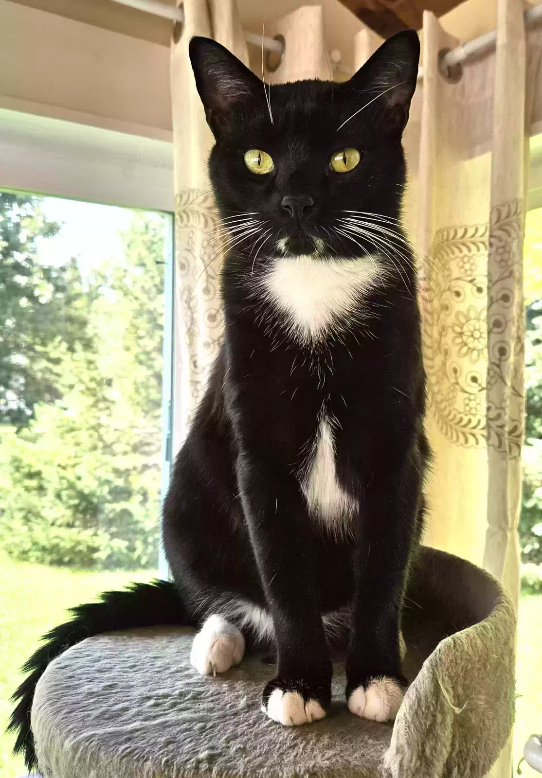 Lost cat in Noblesville, IN, 46062