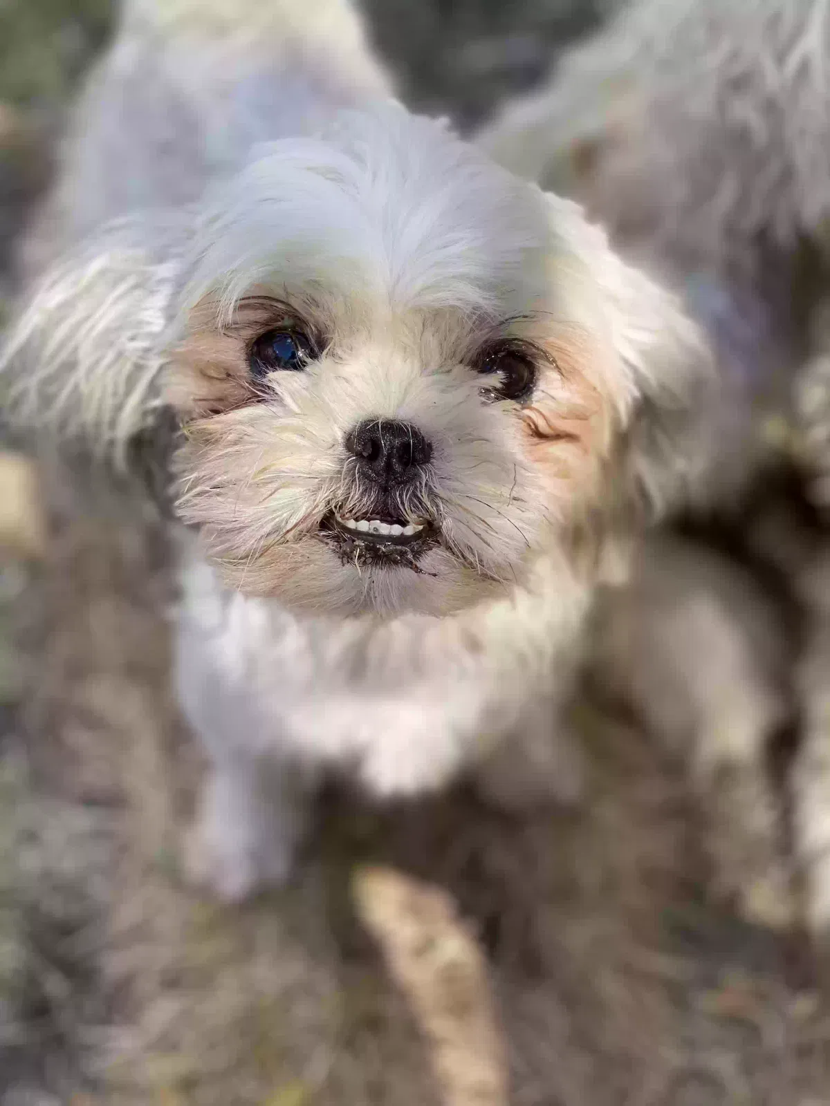 Lost dog in Richardson, TX, 75081