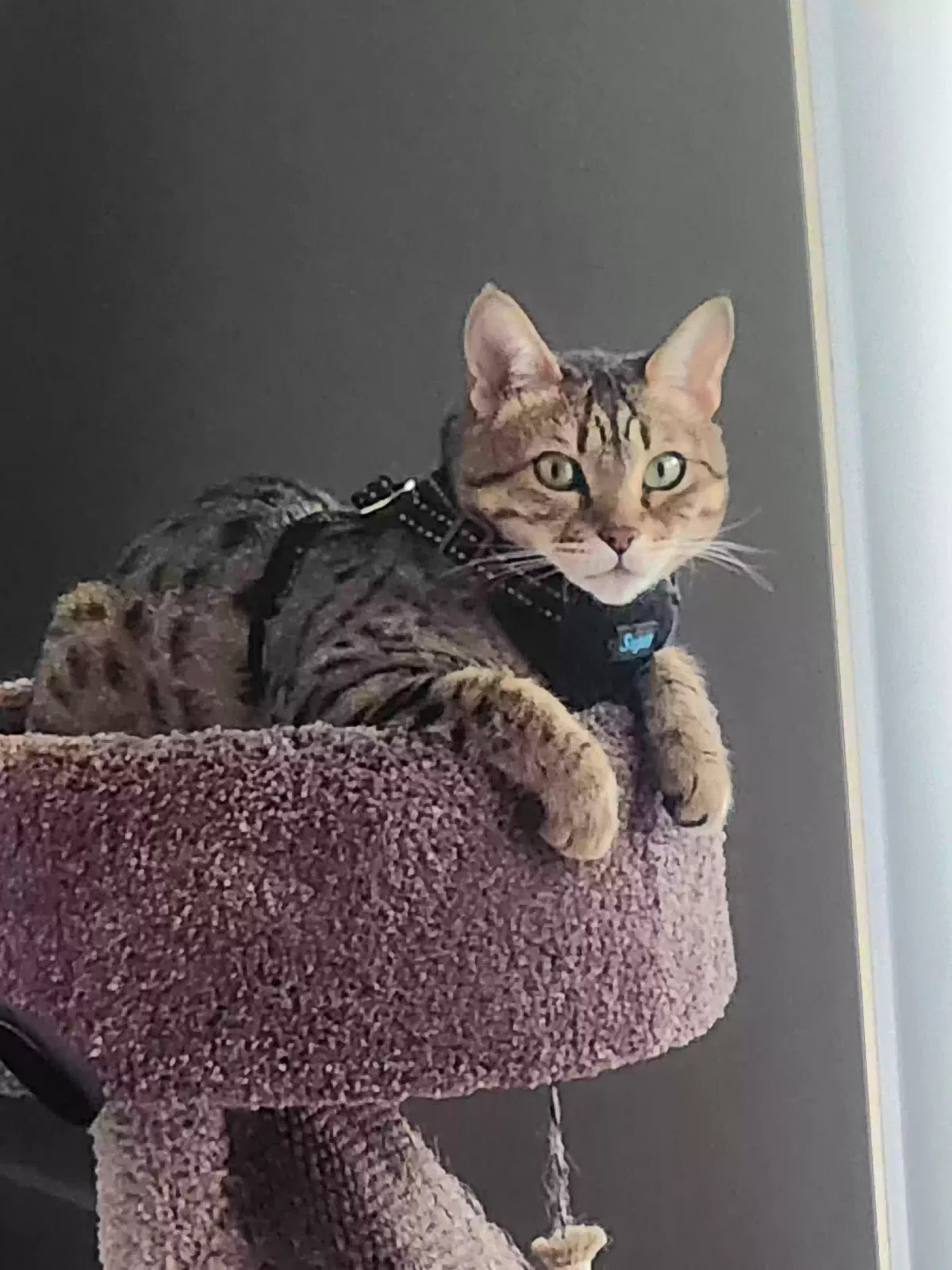 Lost cat in Grandville, MI, 49418