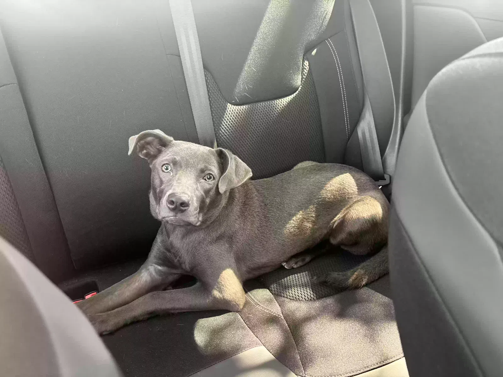 Found dog in San Antonio, TX, 78216