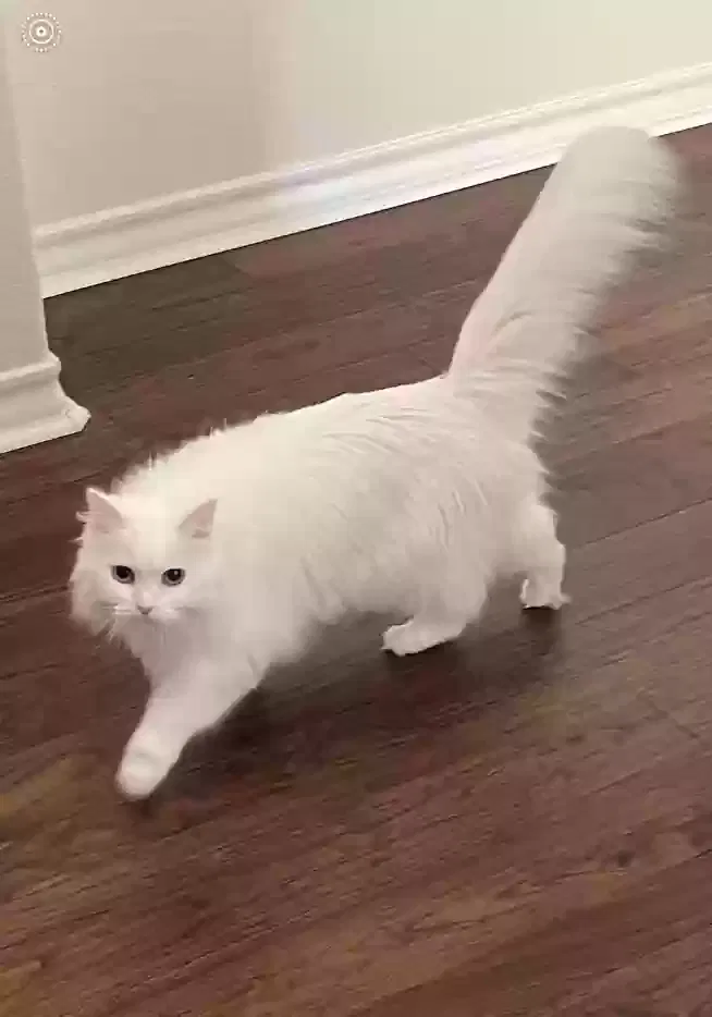 Lost cat in San Antonio, TX, 78258