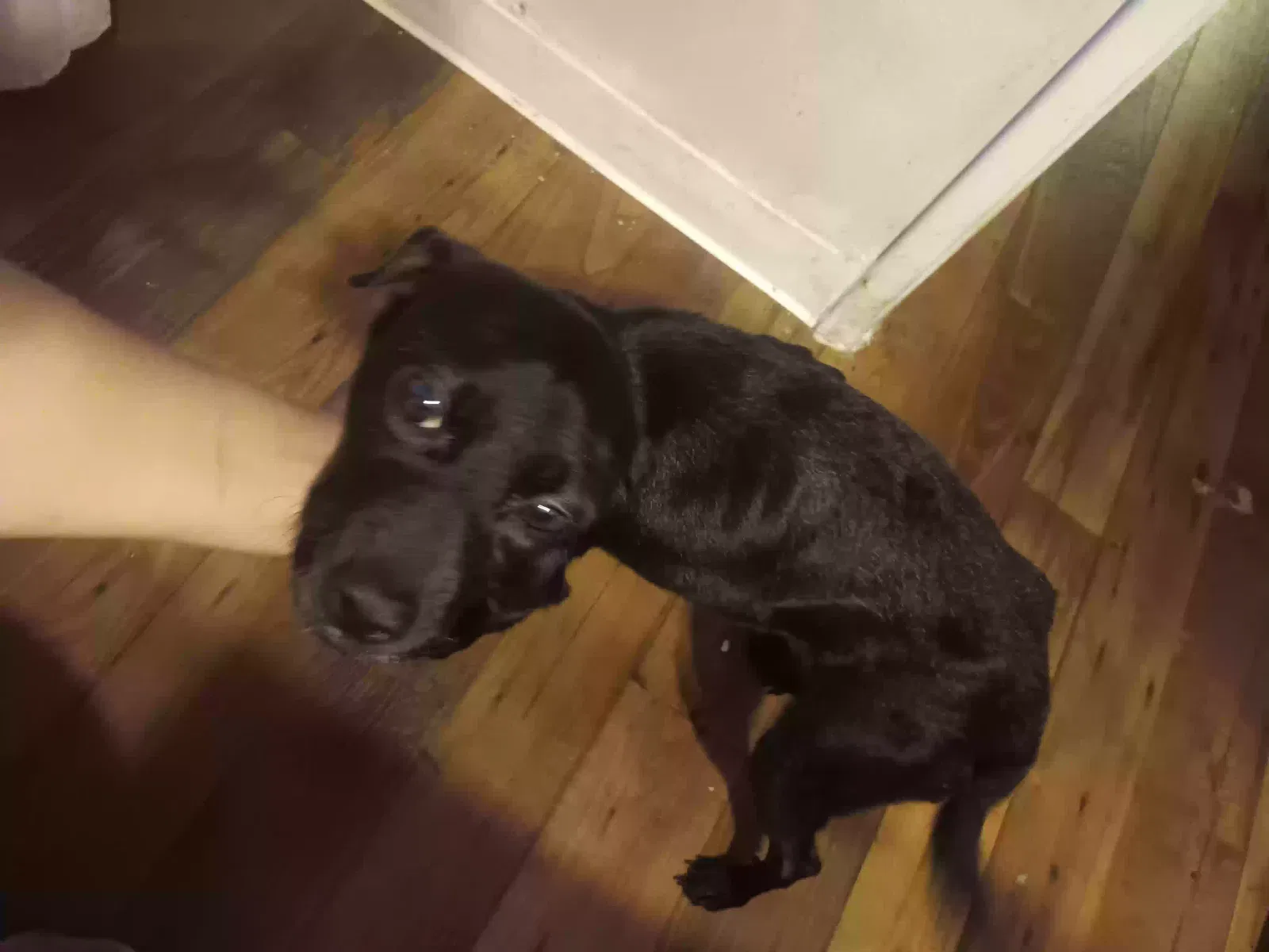 Found dog in Mesa, AZ, 85203