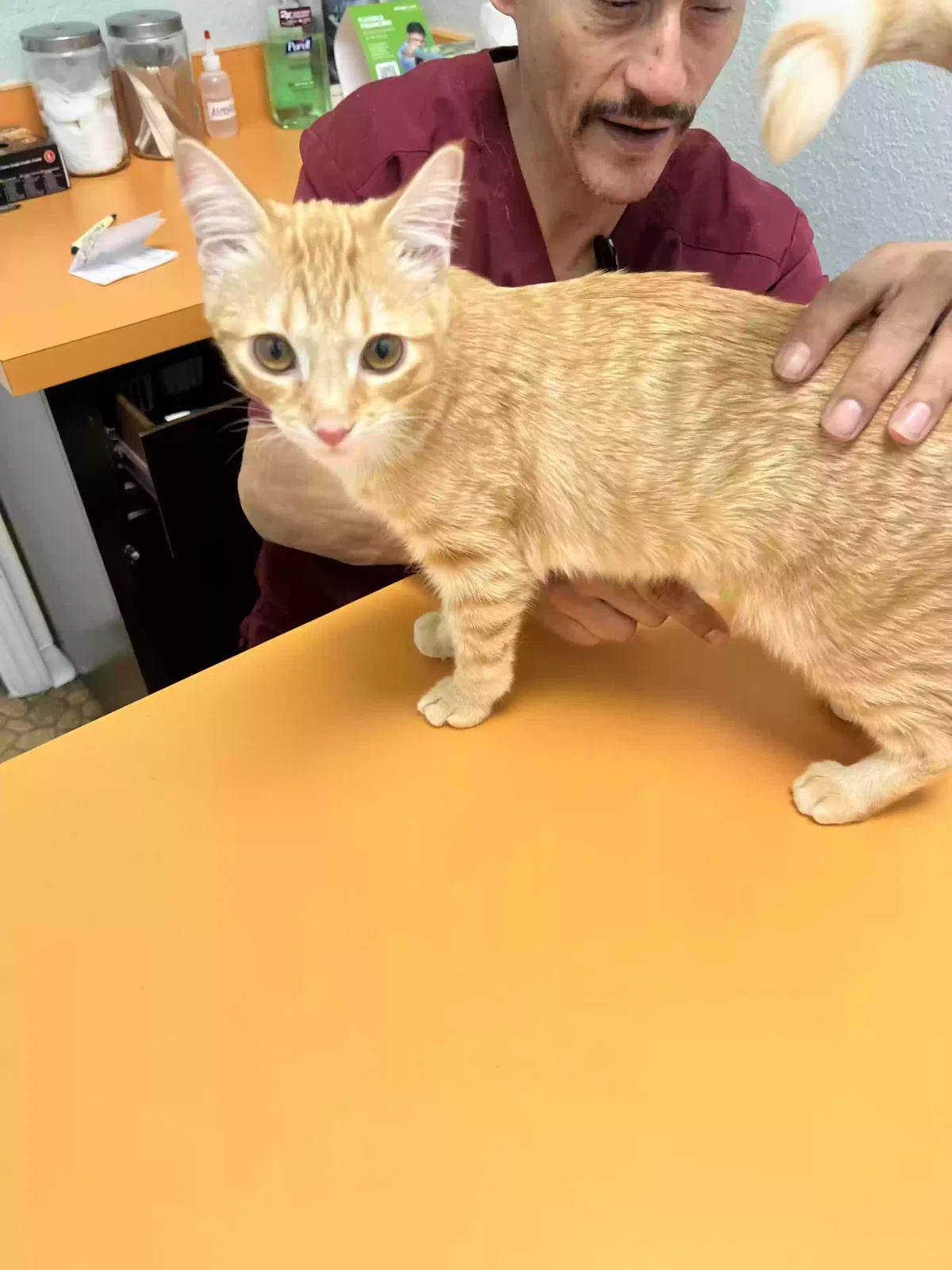 Lost cat in Mesa, AZ, 85209