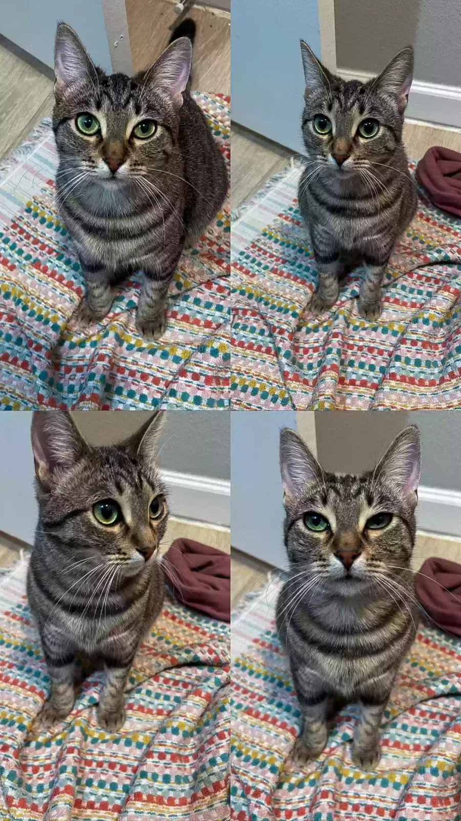 Lost cat in Dallas, TX, 75235