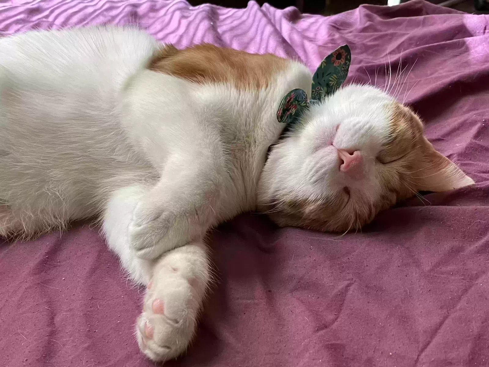 Lost cat in Springfield, MO, 65803