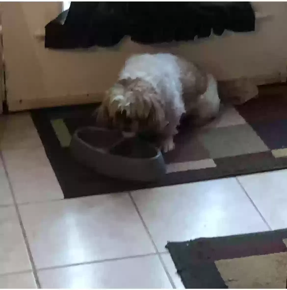 Lost dog in Florissant, MO, 63034