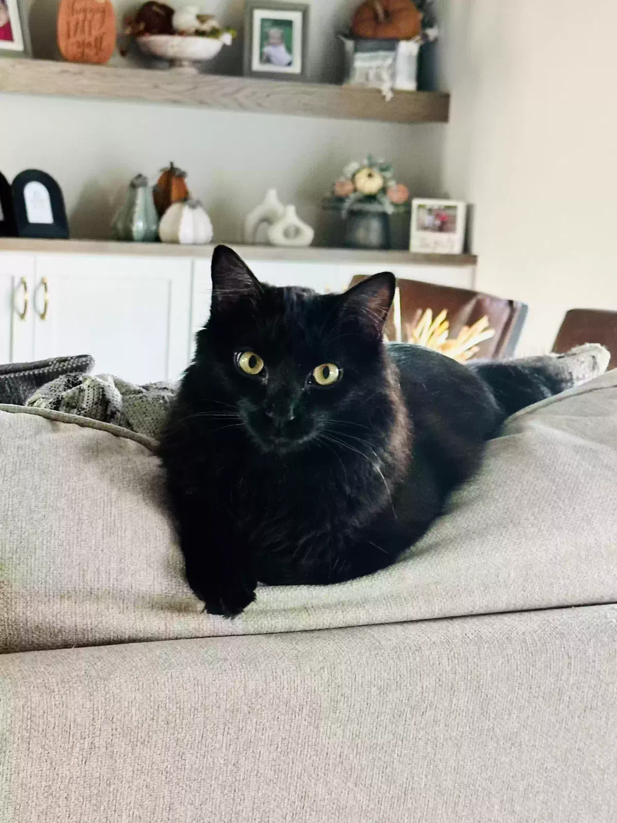 Lost cat in Wichita, KS, 67205
