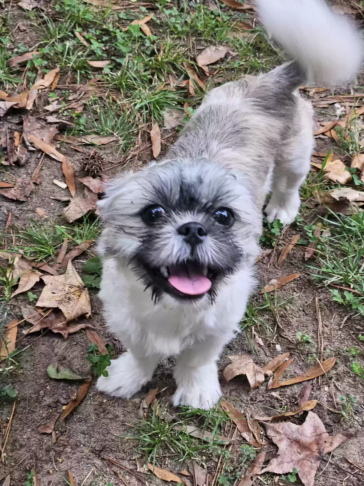 Lost dog in Greensboro, NC, 27403
