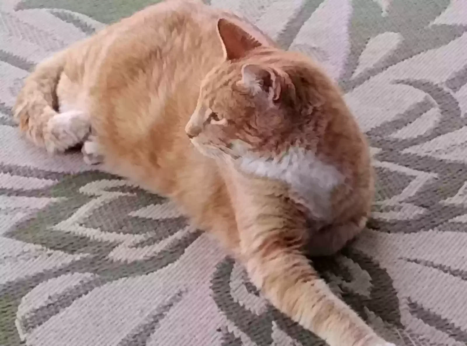 Lost cat in Valrico, FL, 33596