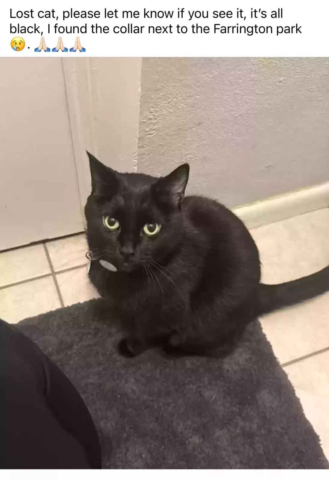 Lost cat in La Porte, TX, 77571