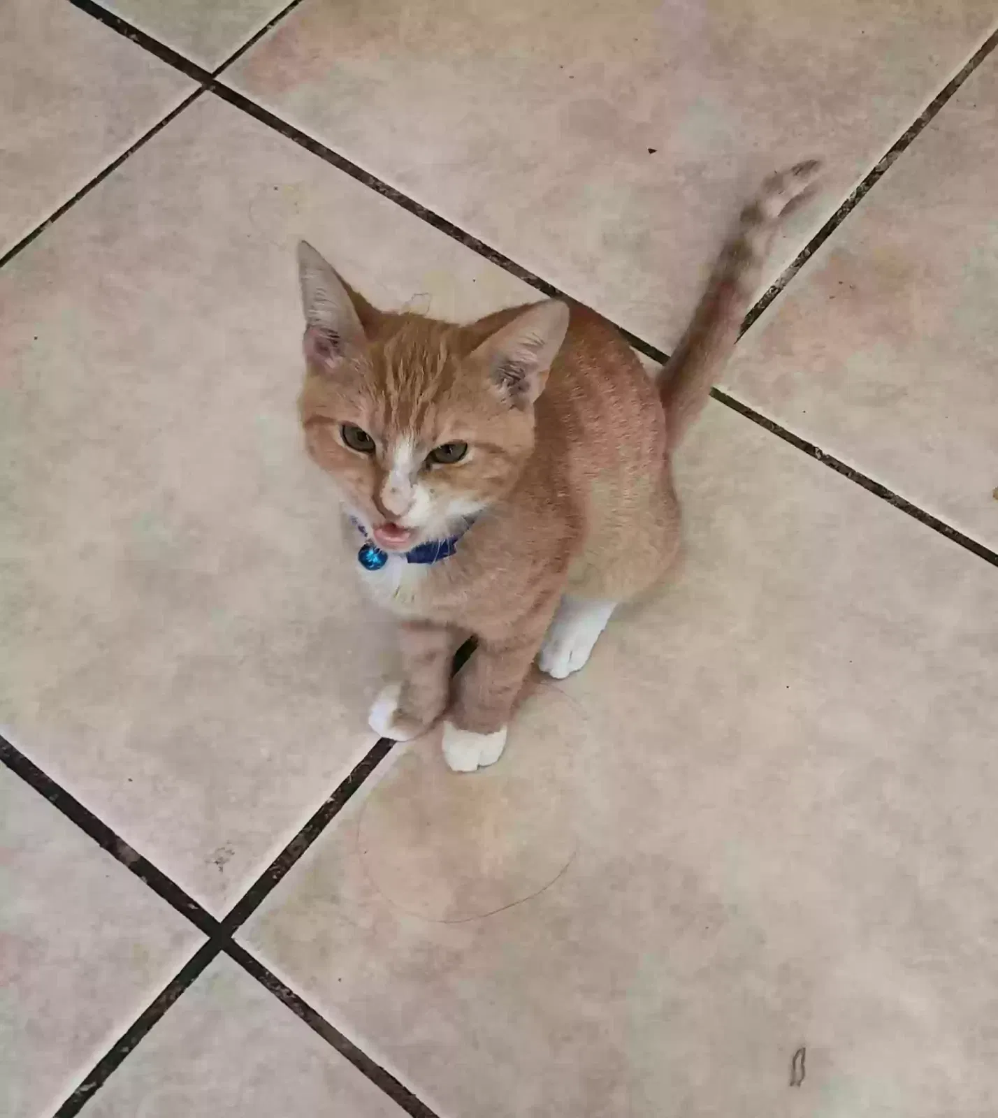 Lost cat in Orlando, FL, 32826
