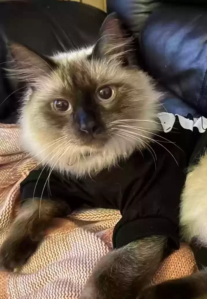Lost cat in Boca Raton, FL, 33496
