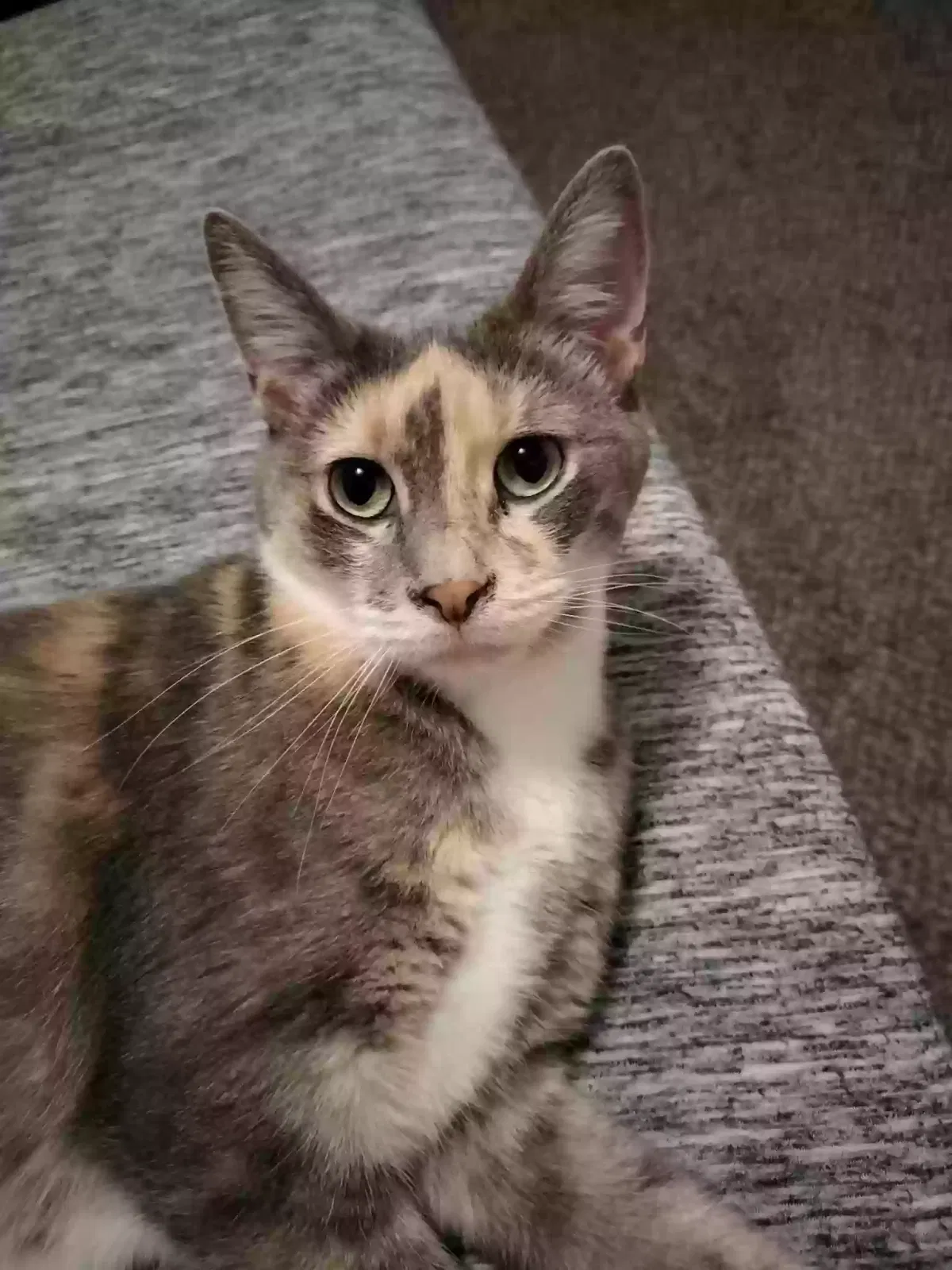 Lost cat in Lees Summit, MO, 64063