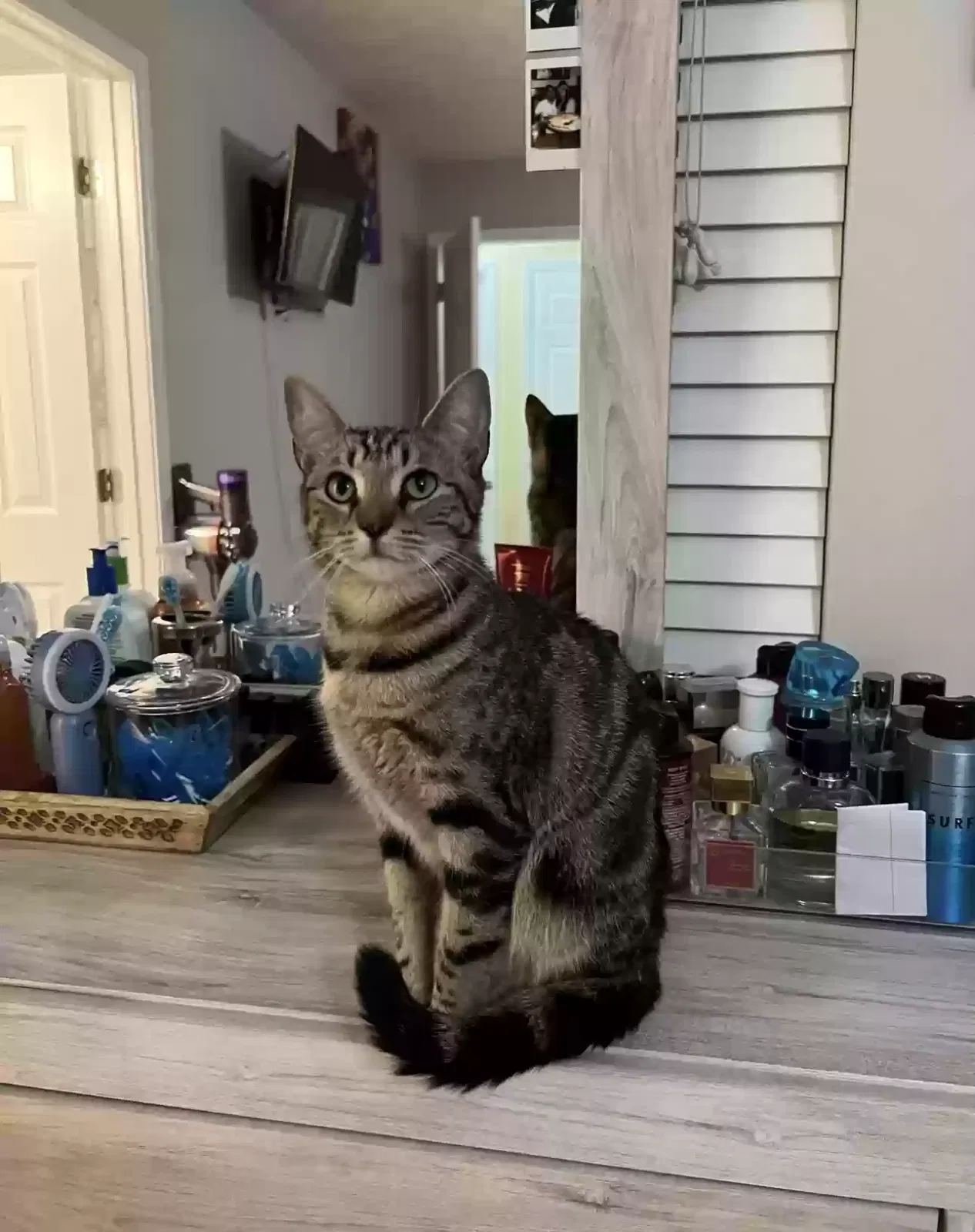 Lost cat in Lawrenceville, GA, 30046
