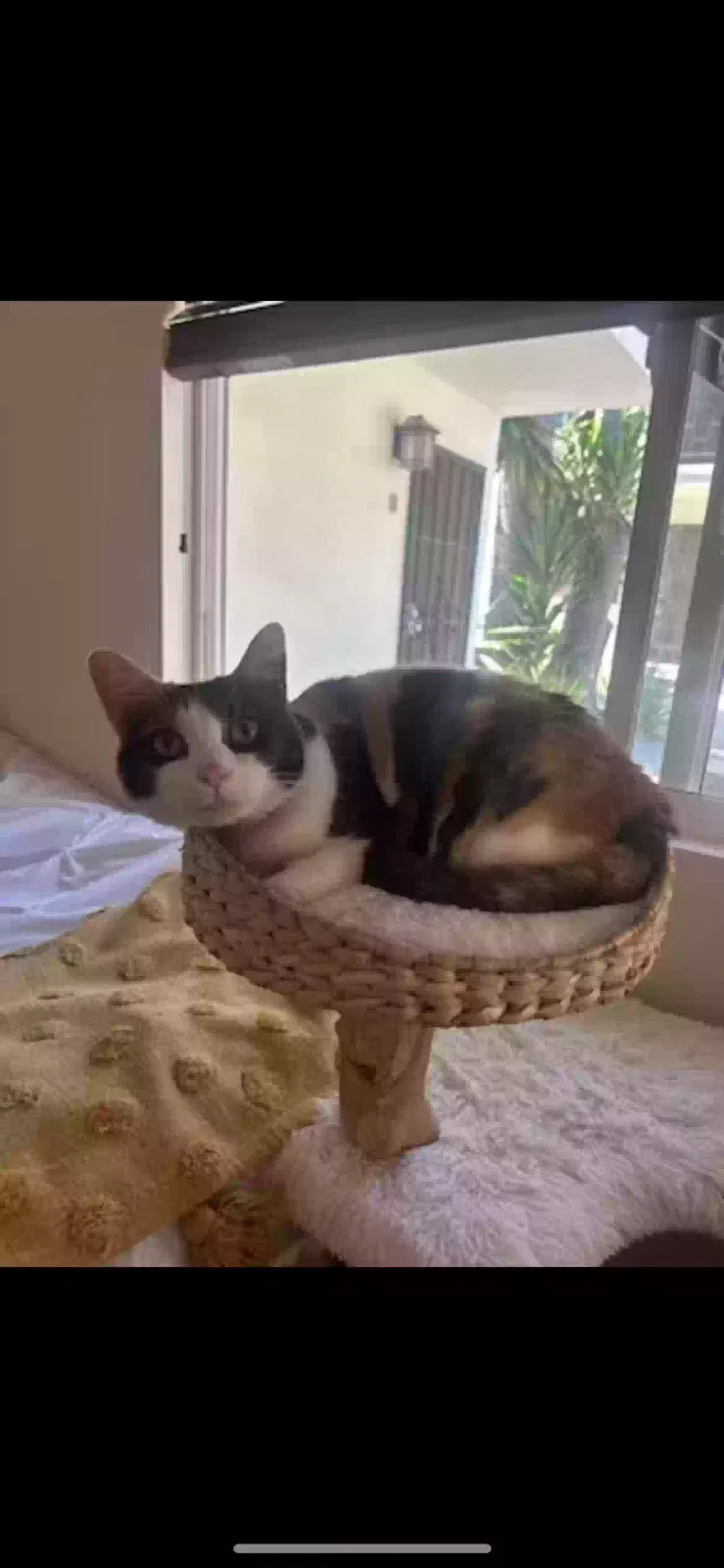 Lost cat in San Diego, CA, 92109