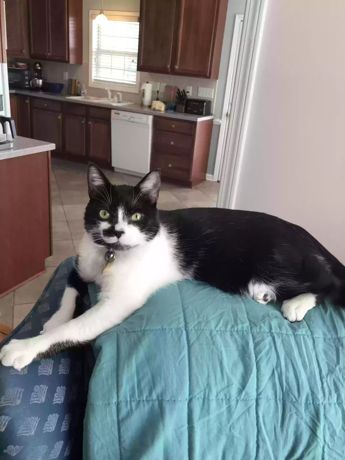 Lost cat in Hope Mills, NC, 28348