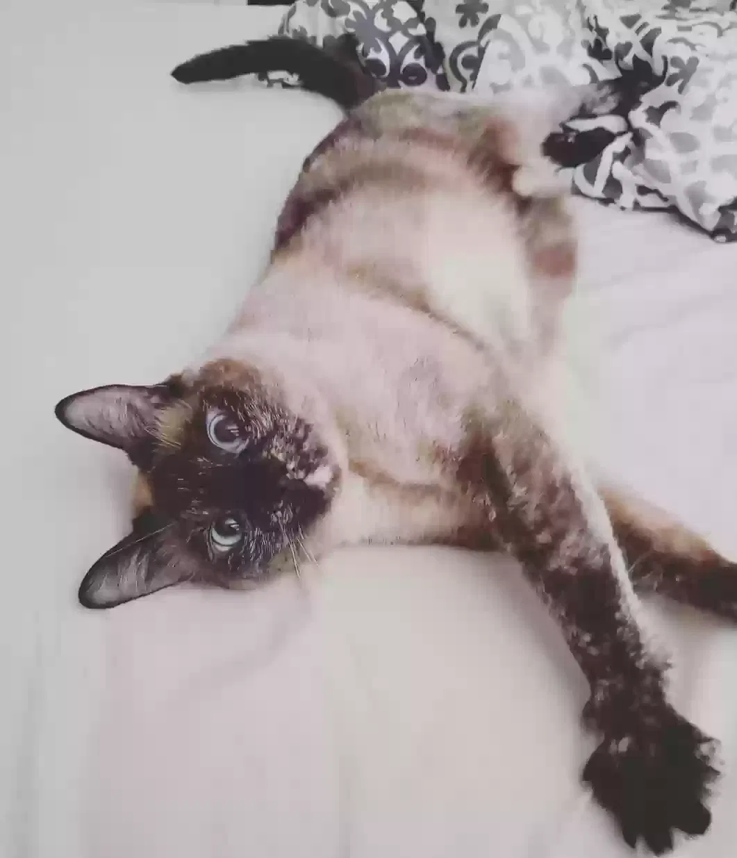 Lost cat in San Diego, CA, 92120