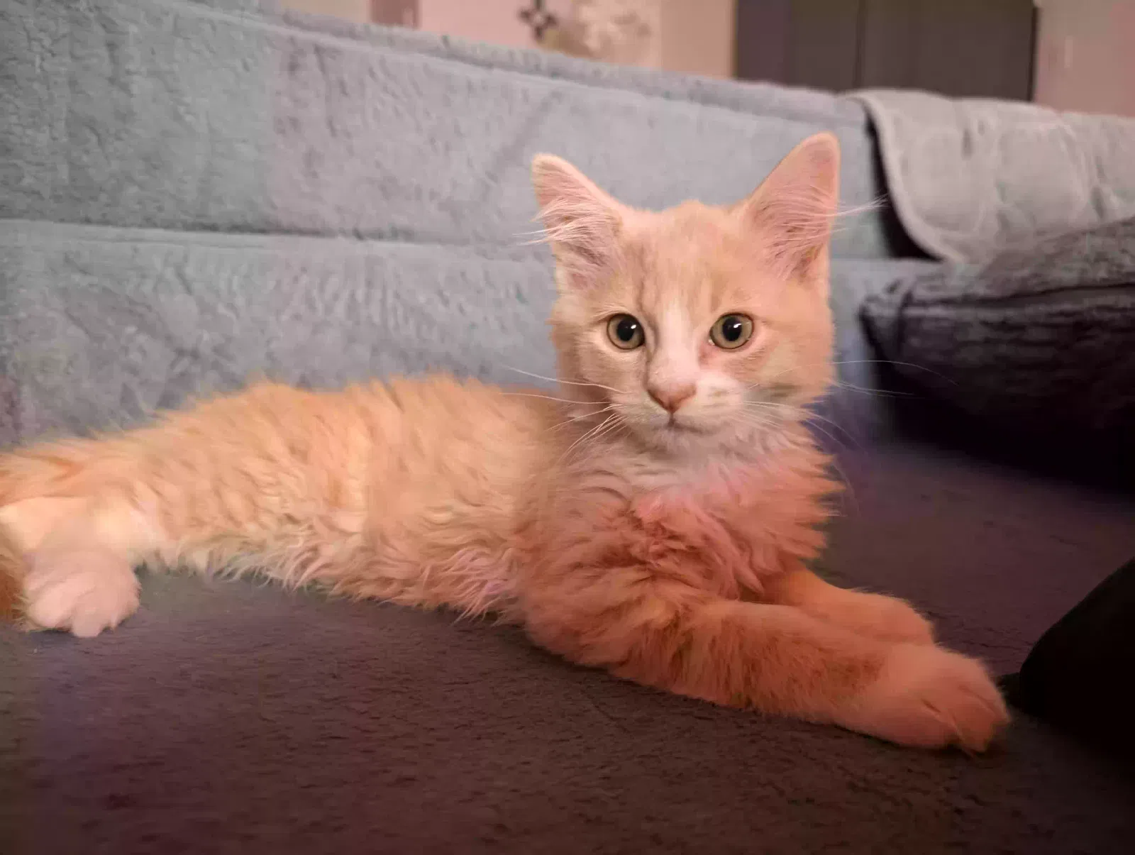 Lost cat in Albuquerque, NM, 87121