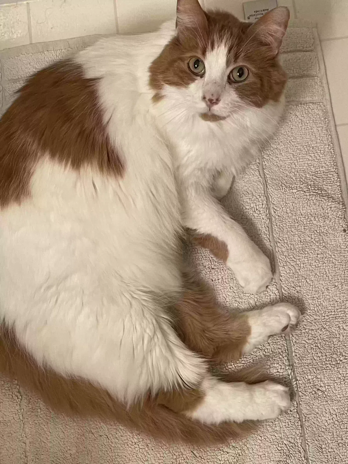 Lost cat in Columbus, OH, 43240