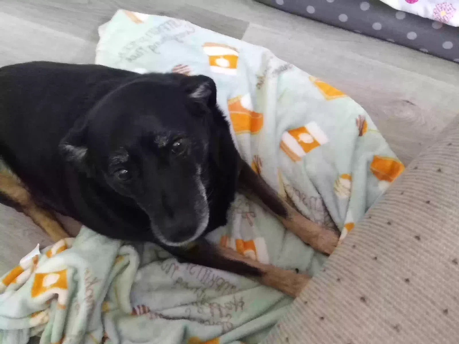 Lost dog in Jacksonville, FL, 32257