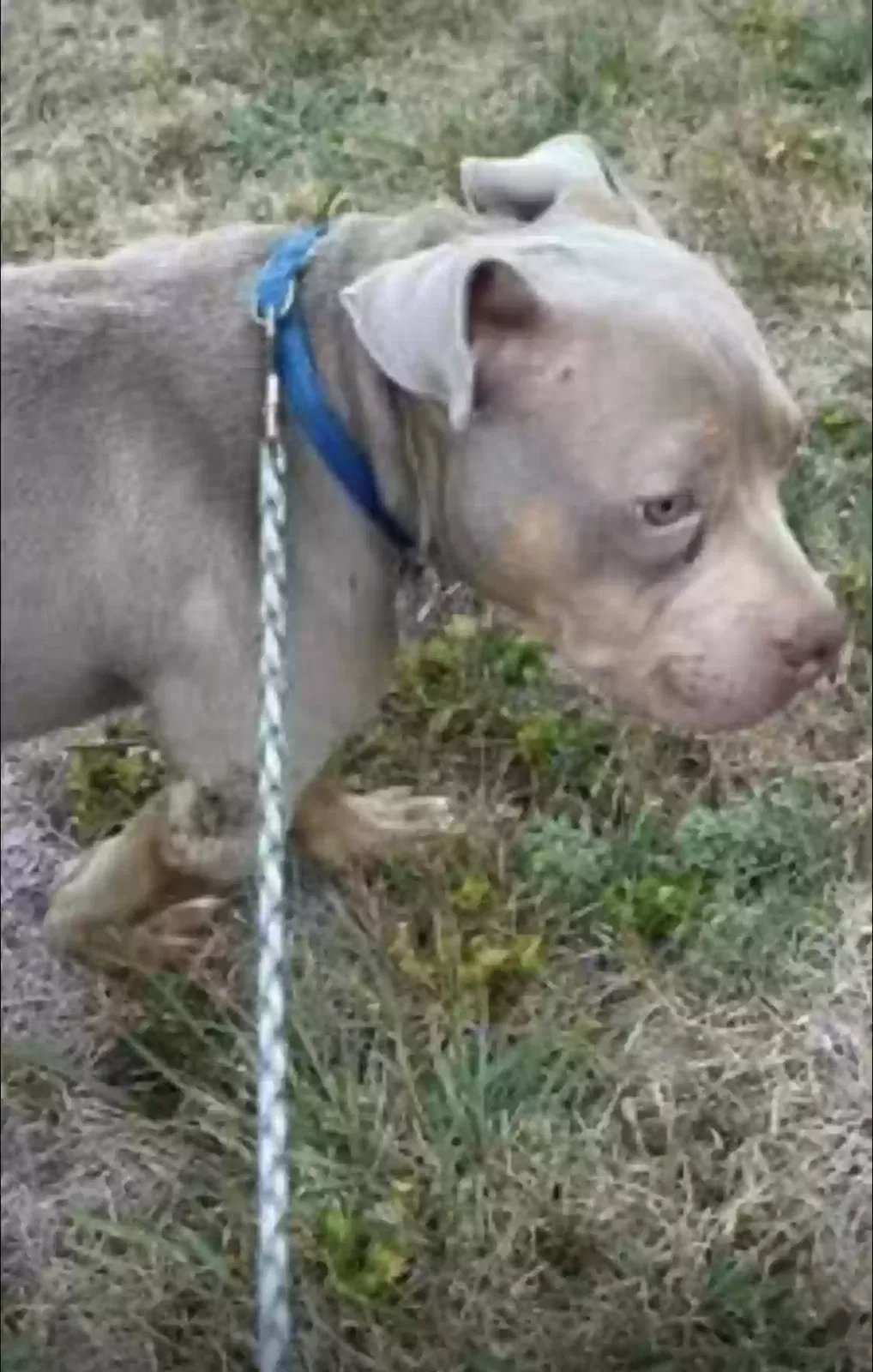 Lost dog in Columbus, OH, 43224