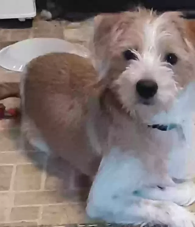 Lost dog in Conway, AR, 72032
