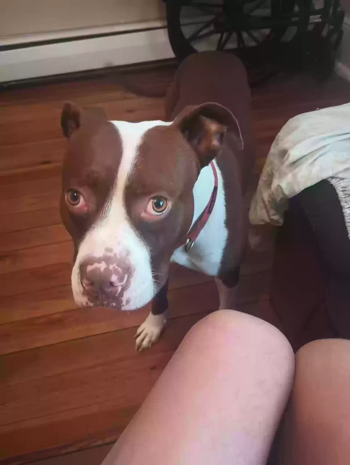 Lost dog in Kingston, PA, 18704