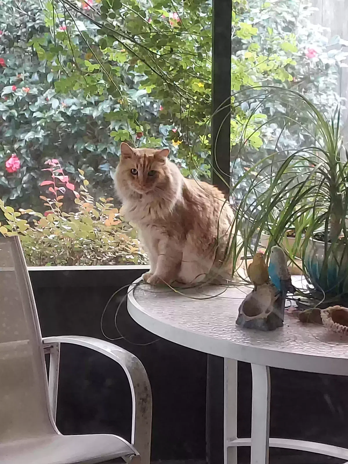 Lost cat in Gainesville, FL, 32605