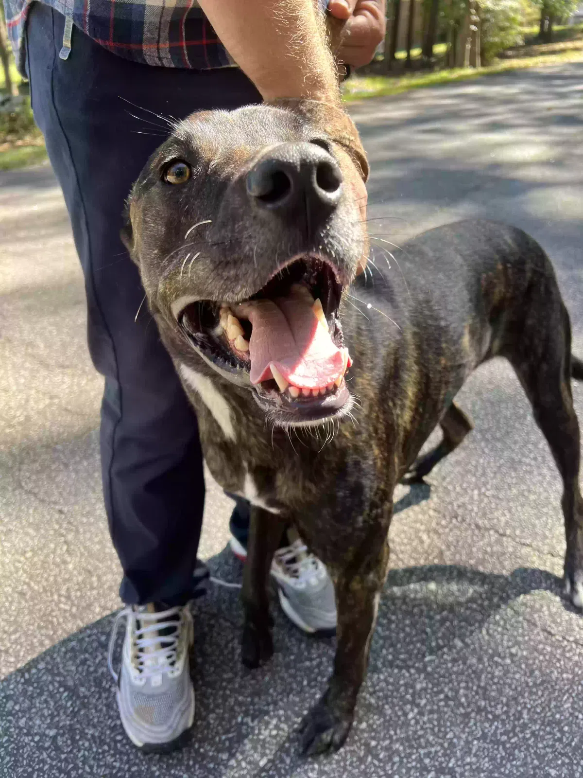 Found dog in Jonesboro, GA, 30236