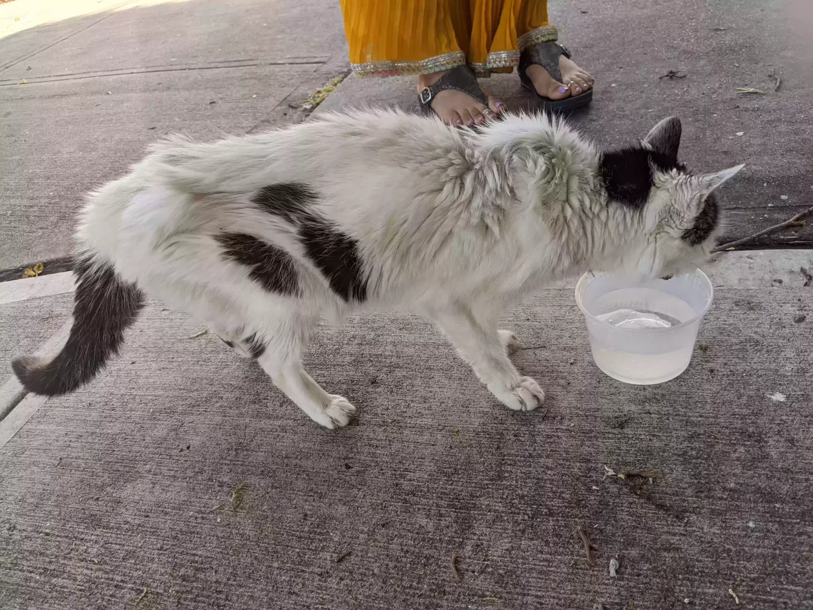 Found cat in Woodside, NY, 11377