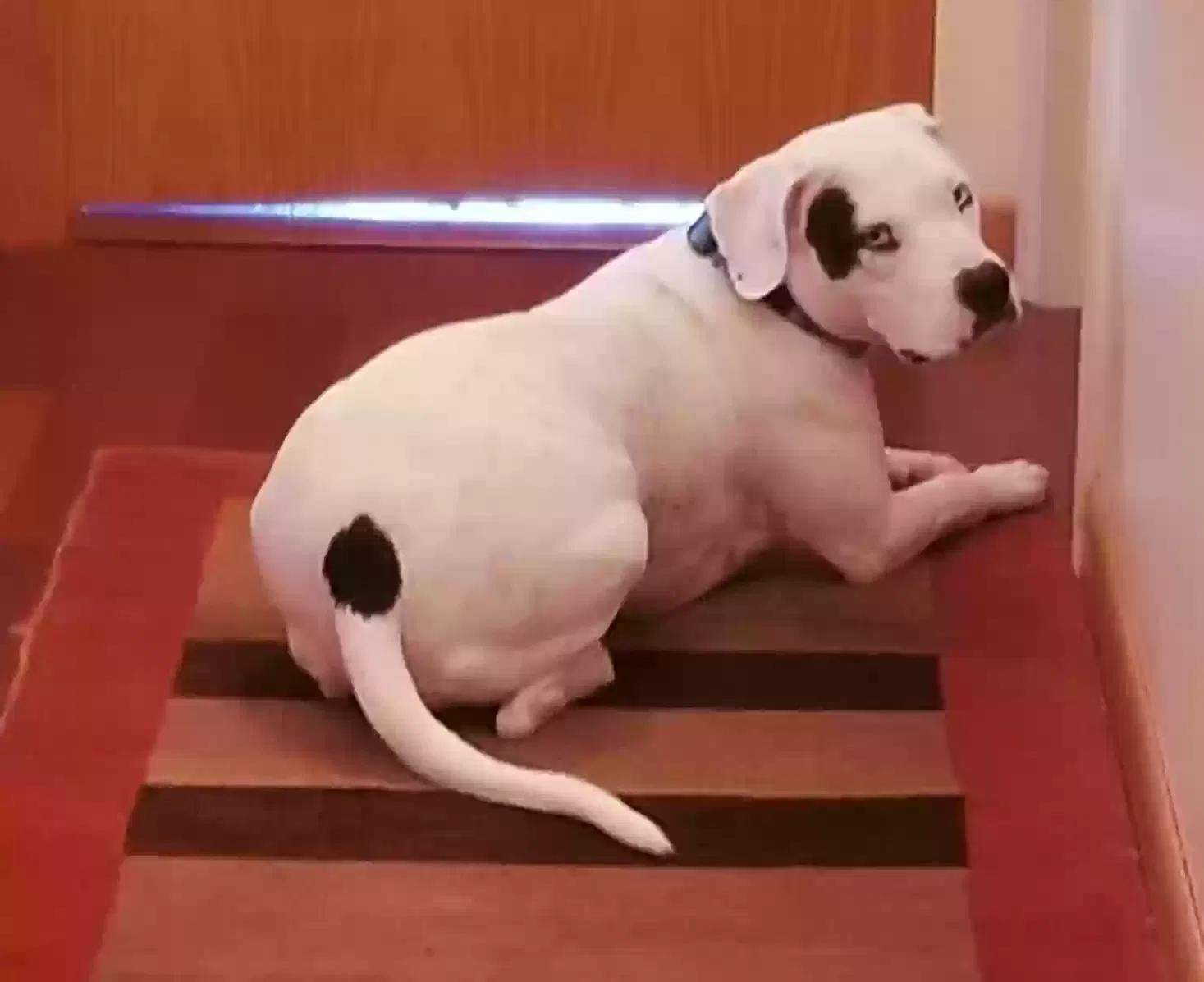 Lost dog in Denton, MD, 21629