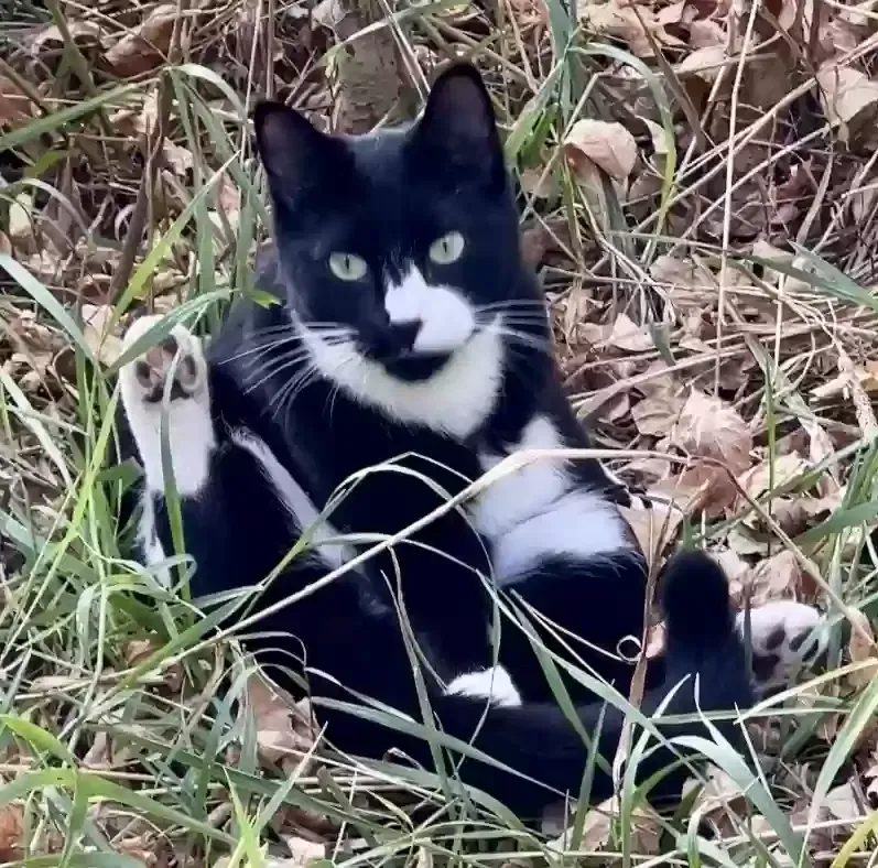 Lost cat in Braham, MN, 55006