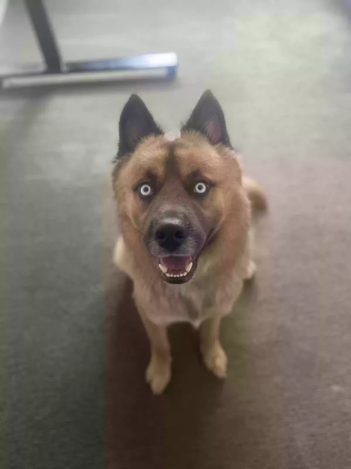 Lost dog in Salt Lake City, UT, 84116
