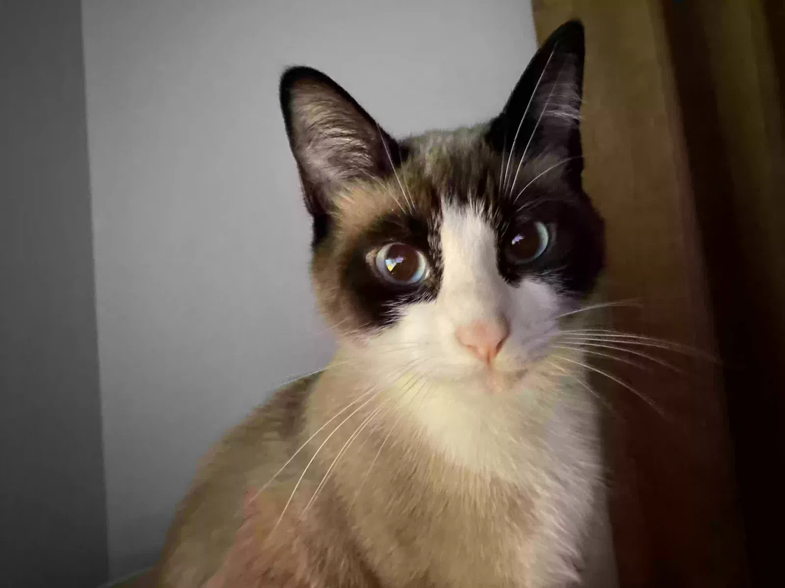 Lost cat in Columbus, OH, 43240