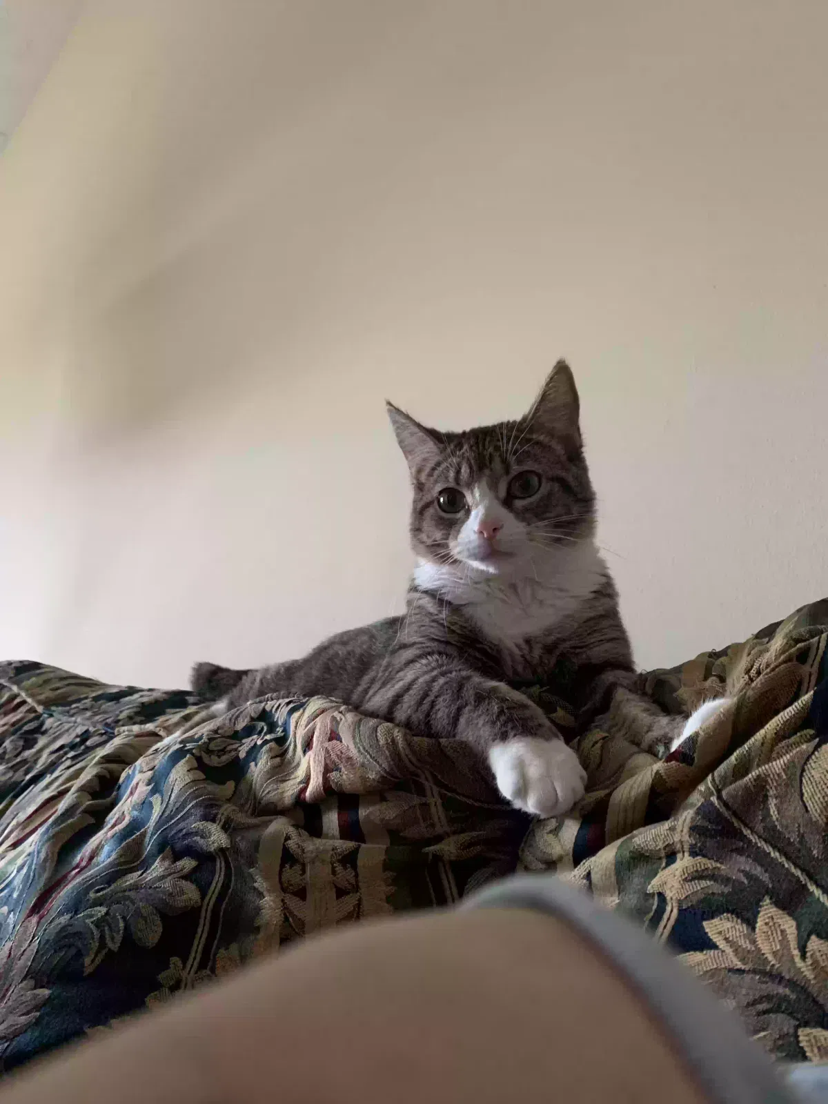 Lost cat in Nicholasville, KY, 40356
