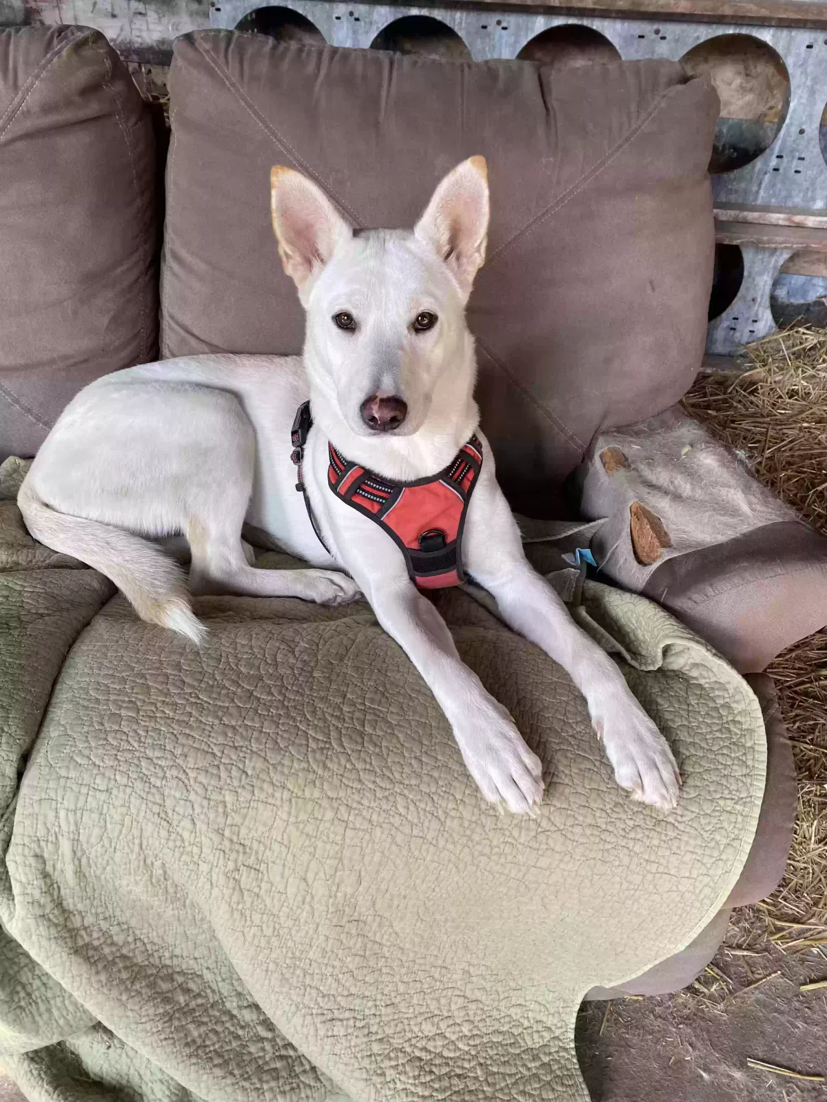 Found dog in Saginaw, MI, 48601