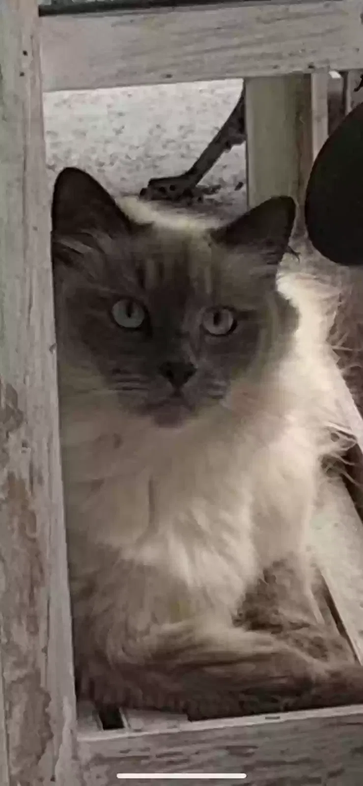 Lost cat in Clermont, FL, 34711
