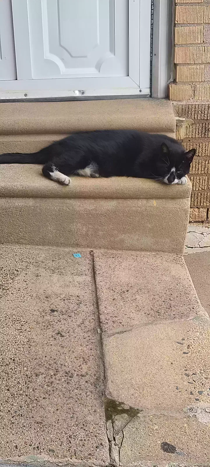 Found cat in Philadelphia, PA, 19135