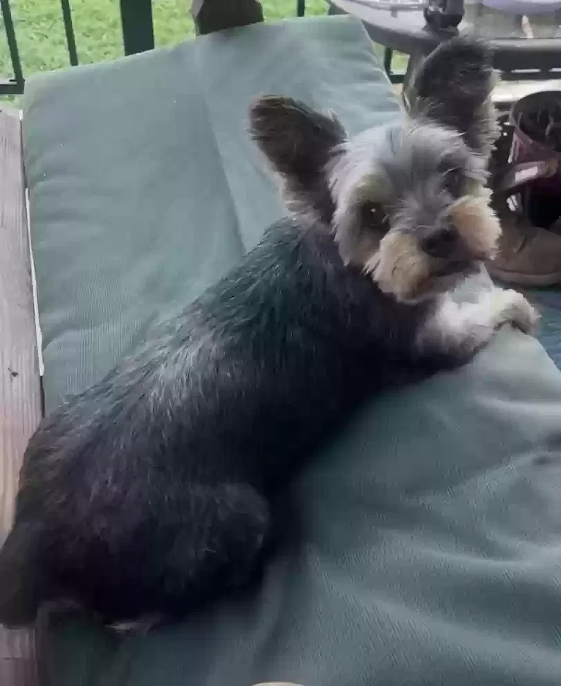 Lost dog in Cleveland, NC, 27013