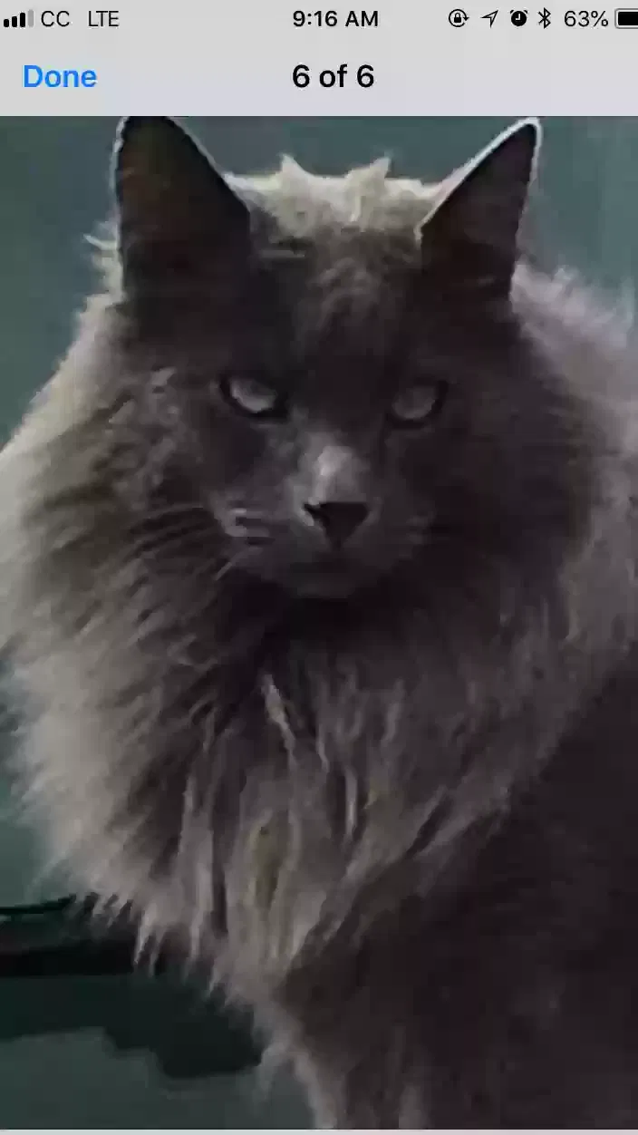Lost cat in Wasilla, AK, 99623