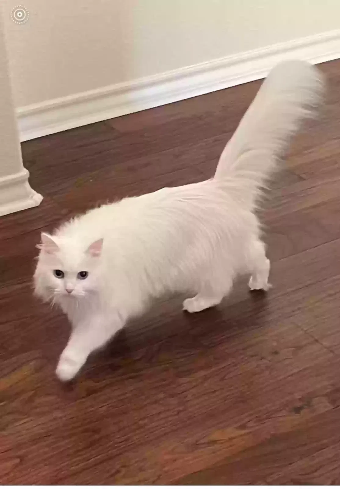 Lost cat in San Antonio, TX, 78258