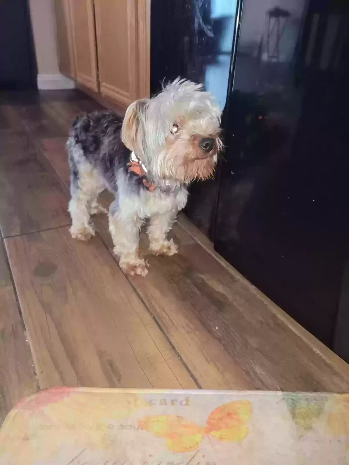 Lost dog in Gwynn Oak, MD, 21207