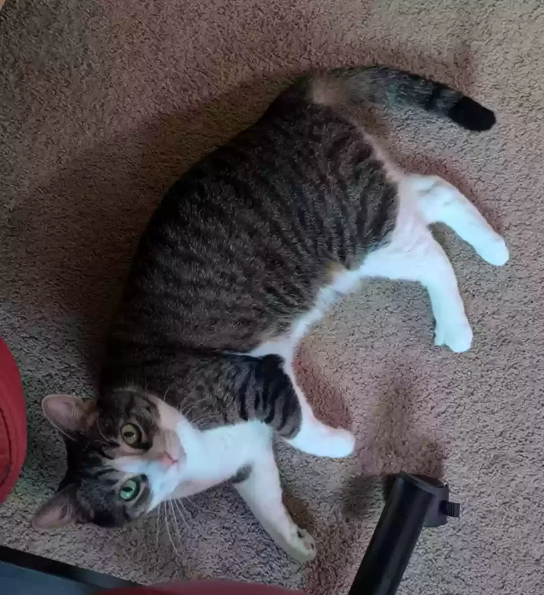 Lost cat in Charlotte, NC, 28211