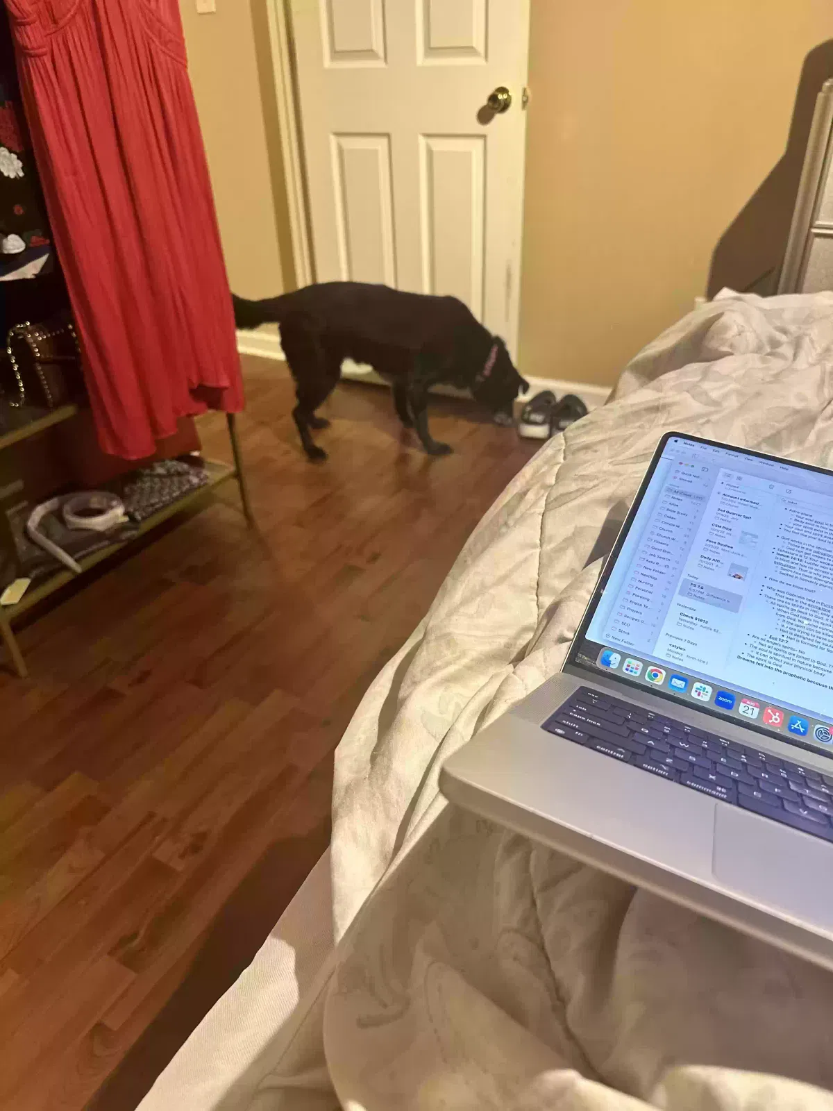 Lost dog in Linden, NC, 28356