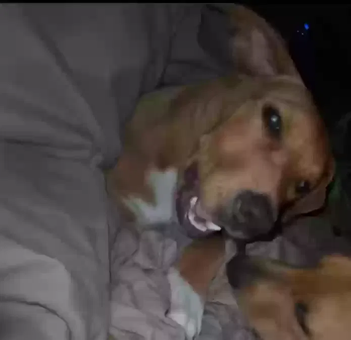 Lost dog in West Des Moines, IA, 50265