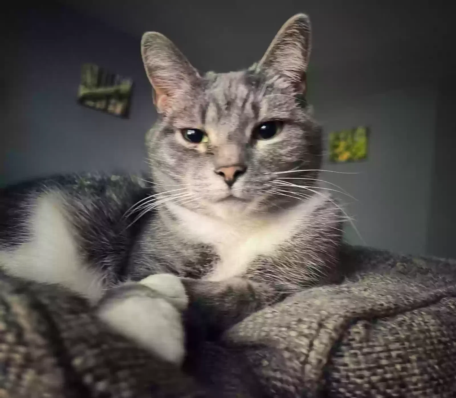Lost cat in Conshohocken, PA, 19428