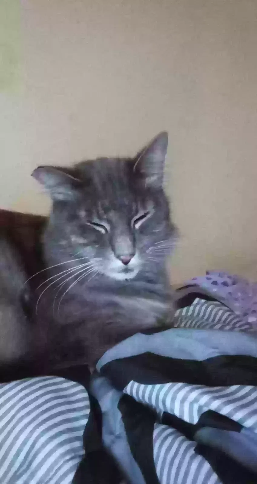 Lost cat in Tulsa, OK, 74106
