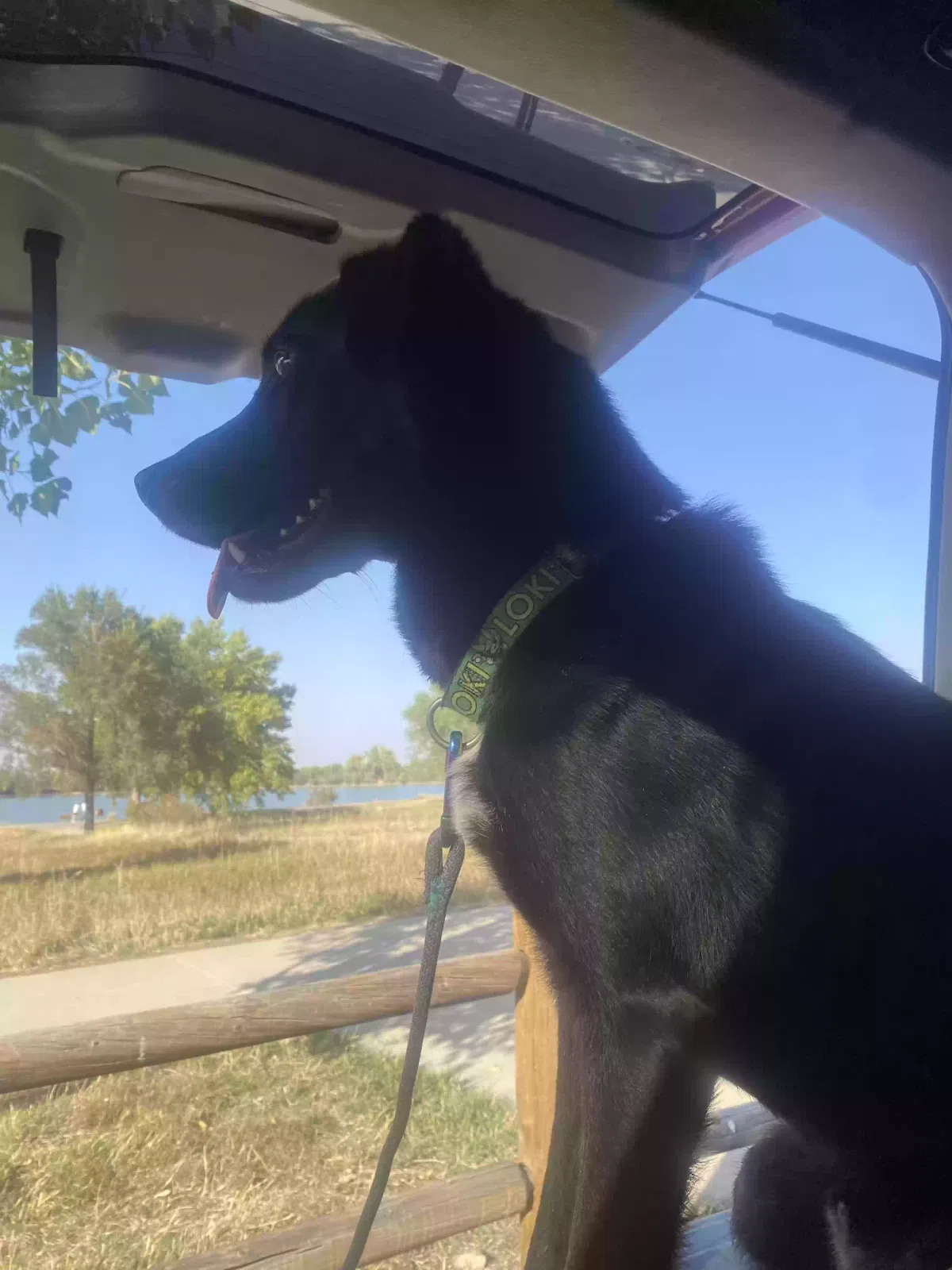 Lost dog in Denver, CO, 80214