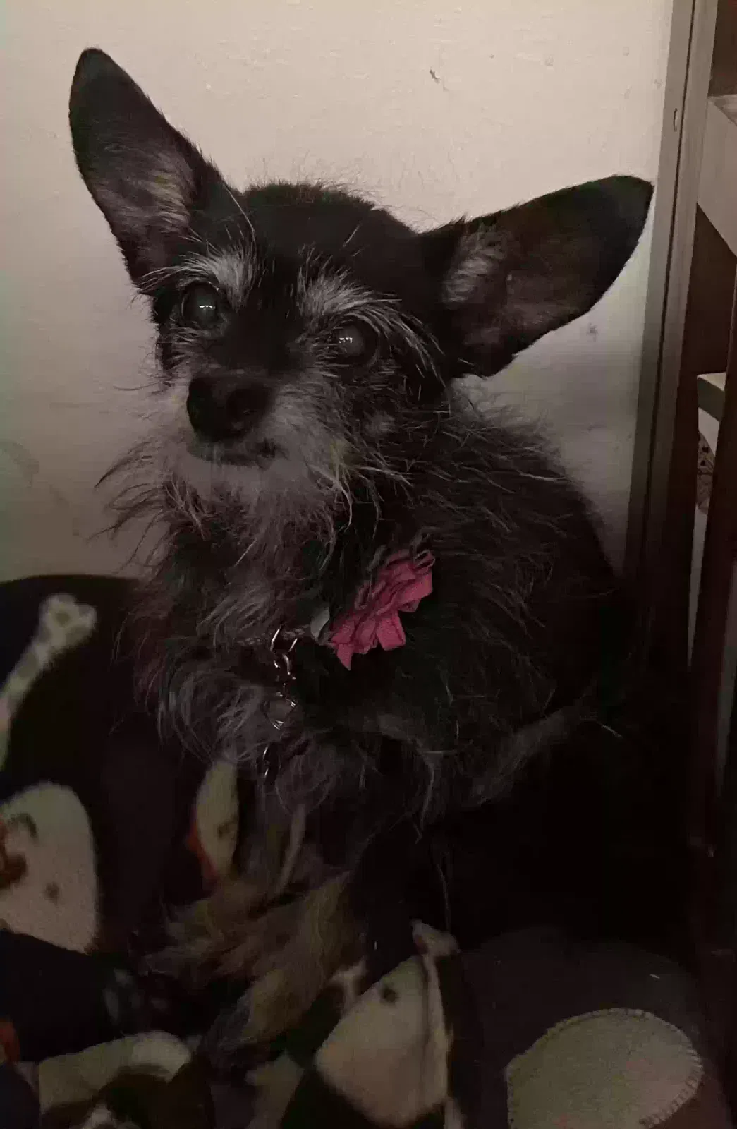 Lost dog in Aurora, CO, 80014
