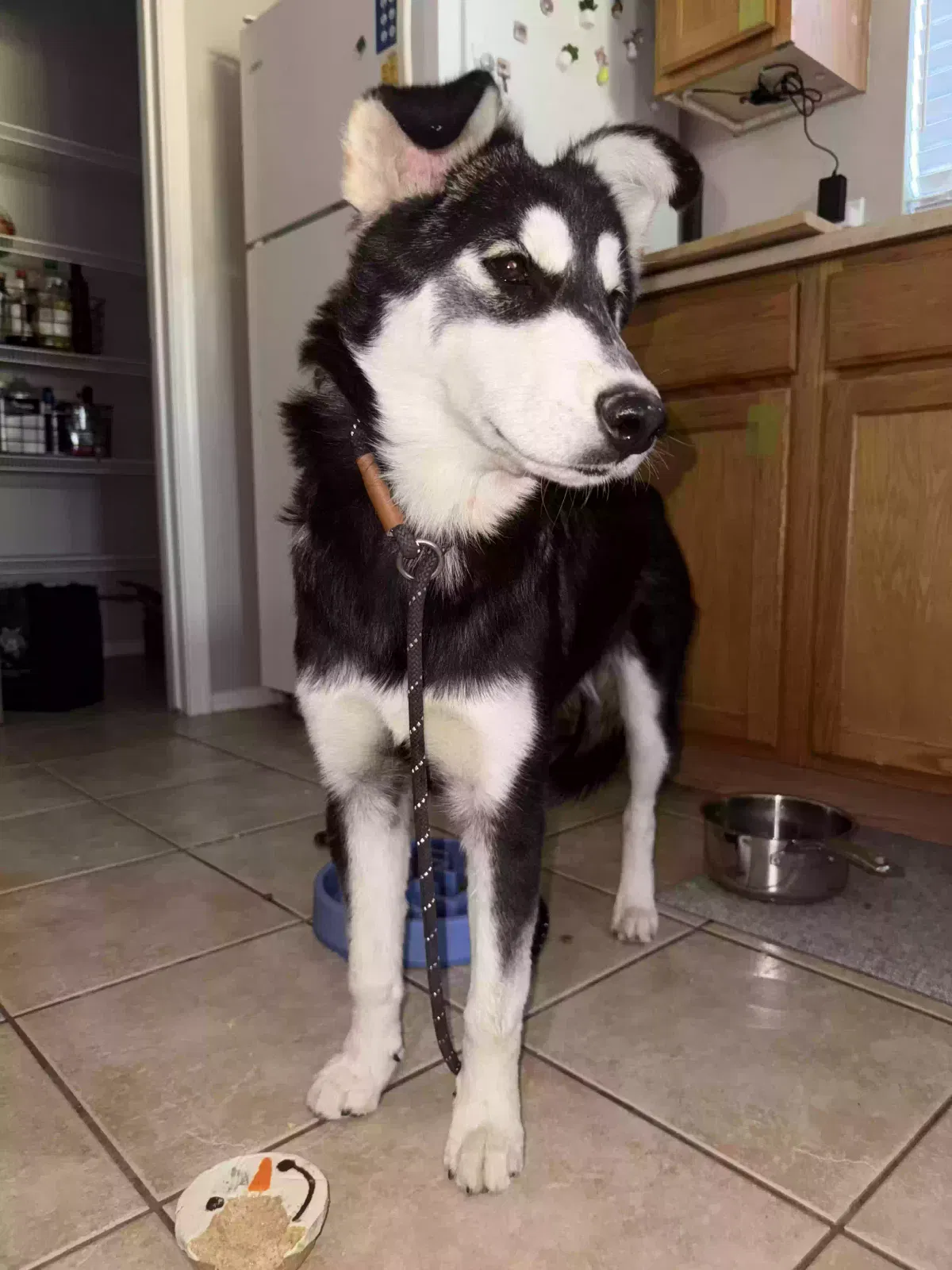 Found dog in Phoenix, AZ, 85042